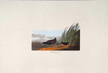 Load image into Gallery viewer, Audubon Amsterdam Print for sale Pl 349 Least Water Hen, full sheet