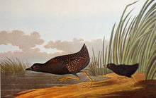 Load image into Gallery viewer, Audubon Amsterdam Print for sale Pl 349 Least Water Hen, plate