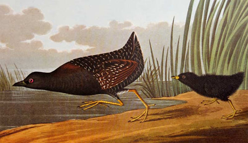 Audubon Amsterdam Print for sale Pl 349 Least Water Hen, detail