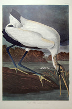 Load image into Gallery viewer, Audubon Amsterdam Print for sale Plate 216 Wood Ibis, full sheet view