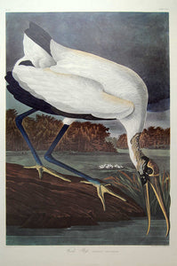Audubon Amsterdam Print for sale Plate 216 Wood Ibis, full sheet view