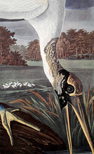 Load image into Gallery viewer, Audubon Amsterdam Print for sale Plate 216 Wood Ibis, detail