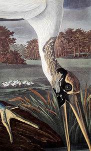Audubon Amsterdam Print for sale Plate 216 Wood Ibis, detail