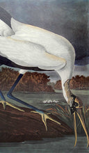 Load image into Gallery viewer, Audubon Amsterdam Print for sale Plate 216 Wood Ibis, closer view
