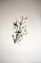Load image into Gallery viewer, Audubon Amsterdam Print for sale Plate 145 Yellow Red Poll Warbler, full sheet view