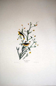Audubon Amsterdam Print for sale Plate 145 Yellow Red Poll Warbler, full sheet view