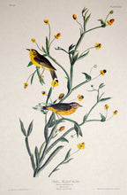Load image into Gallery viewer, Audubon Amsterdam Print for sale Plate 145 Yellow Red Poll Warbler, plate view