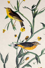 Load image into Gallery viewer, Audubon Amsterdam Print for sale Plate 145 Yellow Red Poll Warbler, detail