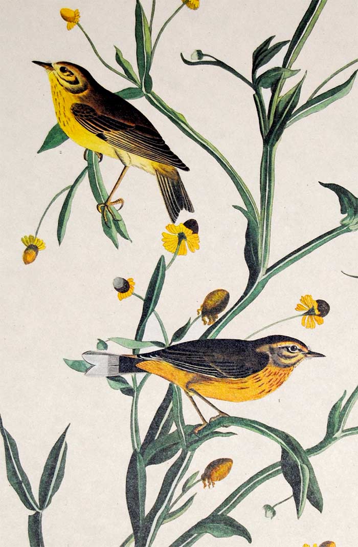 Audubon Amsterdam Print for sale Plate 145 Yellow Red Poll Warbler, detail