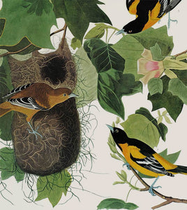 Audubon Princeton Print 12 Baltimore Oriole, detail