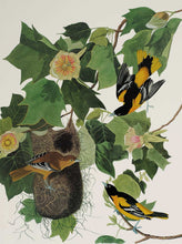 Load image into Gallery viewer, Audubon Princeton Print 12 Baltimore Oriole, detail