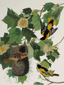 Audubon Princeton Print 12 Baltimore Oriole, detail