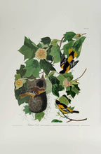 Load image into Gallery viewer, Audubon Princeton Print 12 Baltimore Oriole, full sheet