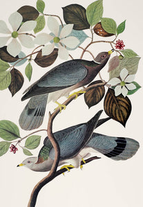 Audubon Princeton Print 367 Band Tailed Pigeon, detail