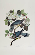 Load image into Gallery viewer, Audubon Princeton Print 367 Band Tailed Pigeon, full sheet