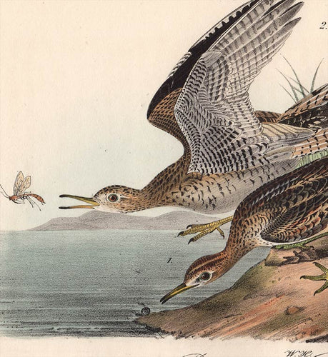 Audubon 1840 First Edition Royal Octavo Print 327 Bartramian Sandpiper, detail