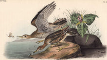 Load image into Gallery viewer, Audubon 1840 First Edition Royal Octavo Print 327 Bartramian Sandpiper, detail