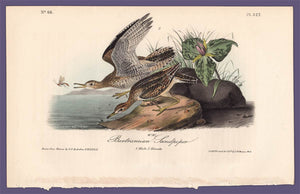 Audubon 1840 First Edition Royal Octavo Print 327 Bartramian Sandpiper, full sheet