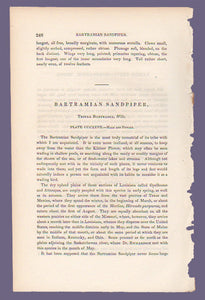 Original text to Audubon 1840 First Edition Royal Octavo Print 327 Bartramian Sandpiper