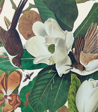 Load image into Gallery viewer, Detail of Black-Billed Cuckoo print