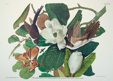 Load image into Gallery viewer, Detail of Black-Billed Cuckoo by John J Audubon