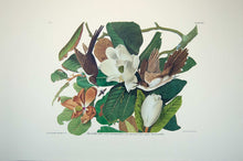 Load image into Gallery viewer, Plate 032 Black-Billed Cuckoo, Princeton Audubon Print