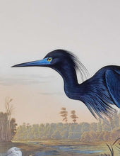 Load image into Gallery viewer, Audubon Princeton Print 307 Blue Crane or Heron, detail