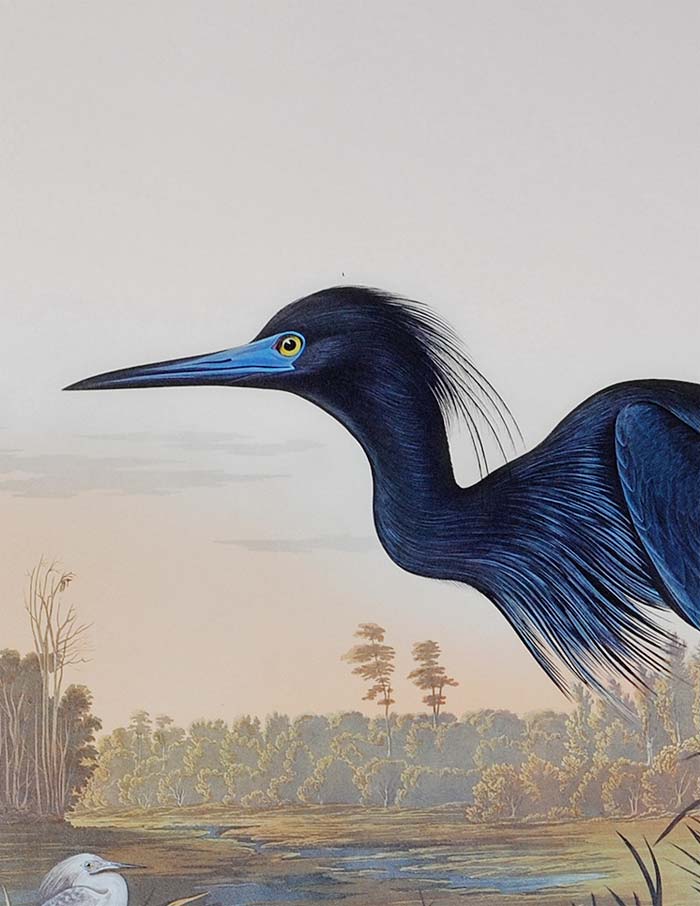 Audubon Princeton Print 307 Blue Crane or Heron, detail