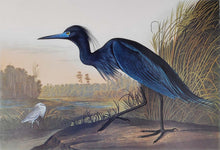 Load image into Gallery viewer, Audubon Princeton Print 307 Blue Crane or Heron, detail