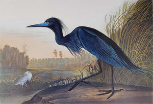 Audubon Princeton Print 307 Blue Crane or Heron, detail