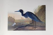 Load image into Gallery viewer, Audubon Princeton Print 307 Blue Crane or Heron, full sheet