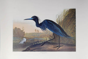 Audubon Princeton Print 307 Blue Crane or Heron, full sheet