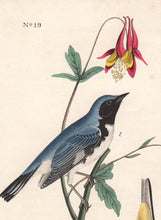 Load image into Gallery viewer, Audubon 1840 First Edition Royal Octavo Print 95 Black-Throated Blue Wood Warbler, detail