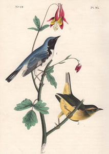 Audubon 1840 First Edition Royal Octavo Print 95 Black-Throated Blue Wood Warbler, detail