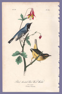 Audubon 1840 First Edition Royal Octavo Print 95 Black-Throated Blue Wood Warbler, full sheet