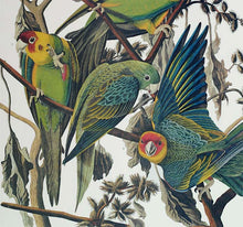 Load image into Gallery viewer, Audubon Princeton Print 26 Carolina Parrot or Parakeet, detail
