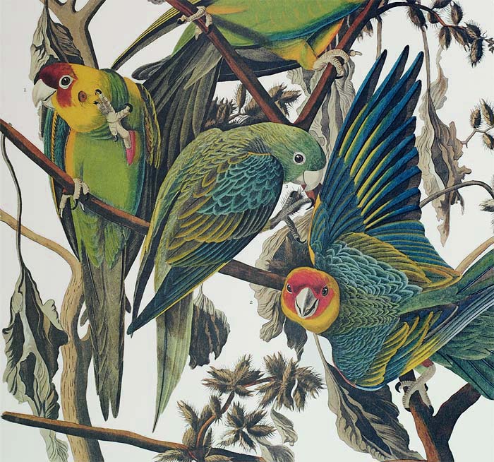 Audubon Princeton Print 26 Carolina Parrot or Parakeet, detail
