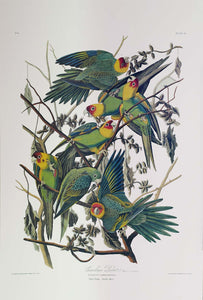 Audubon Princeton Print 26 Carolina Parrot or Parakeet, full sheet