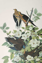 Load image into Gallery viewer, Aububon Princeton Print Carolina Turtle Dove - detail