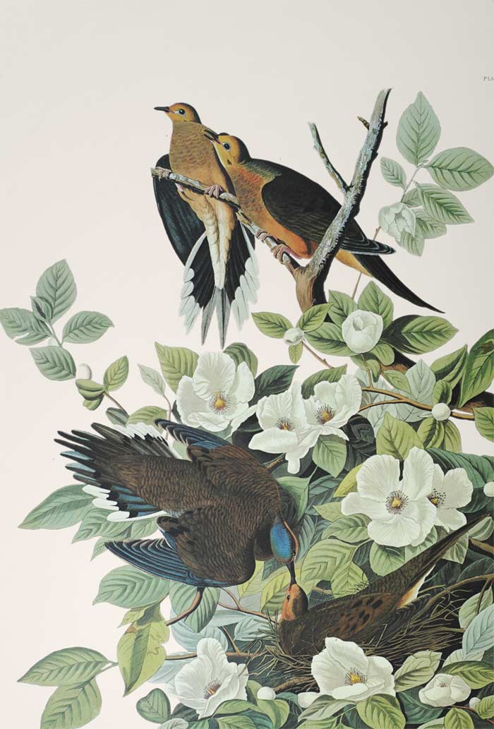 Aububon Princeton Print Carolina Turtle Dove - detail