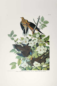 Aububon Princeton Print Carolina Turtle Dove - full sheet