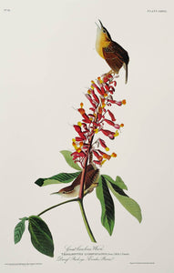 Audubon Princeton Print 78 Carolina Wren, detail