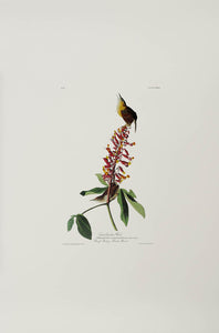 Audubon Princeton Print 78 Carolina Wren, full sheet