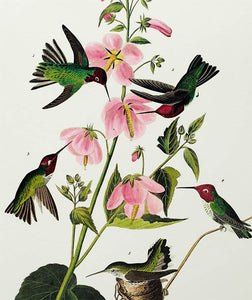Audubon Princeton Print 425 Columbian Hummingbird, detail