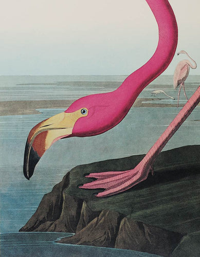 Audubon Princeton Print 431 American Flamingo, detail