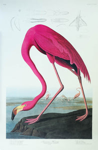 Audubon Princeton Print 431 American Flamingo, full sheet
