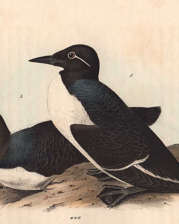 detail of Foolish Guillemot octavo print by Audubon