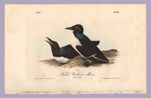 Load image into Gallery viewer, Plate 473 Foolish Guillemot, Murre from Birds of America, Royal Octavo First Edition by John Audubon