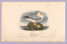 Load image into Gallery viewer, Plate 455 Fulmar Petrel, 1840 Audubon Octavo First Edition