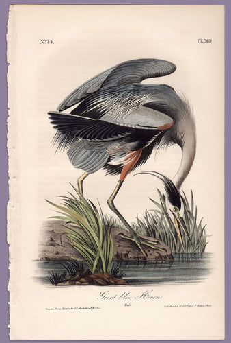 Plate 369 Great Blue Heron, Audubon Octavo Print First Edition